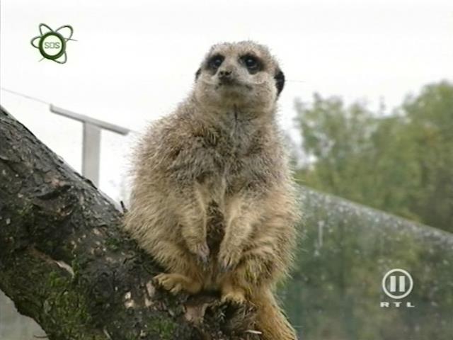 tiere_schaudichschlau_080323_001.jpg