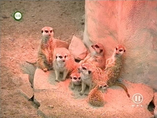 tiere_schaudichschlau_080323_002.jpg
