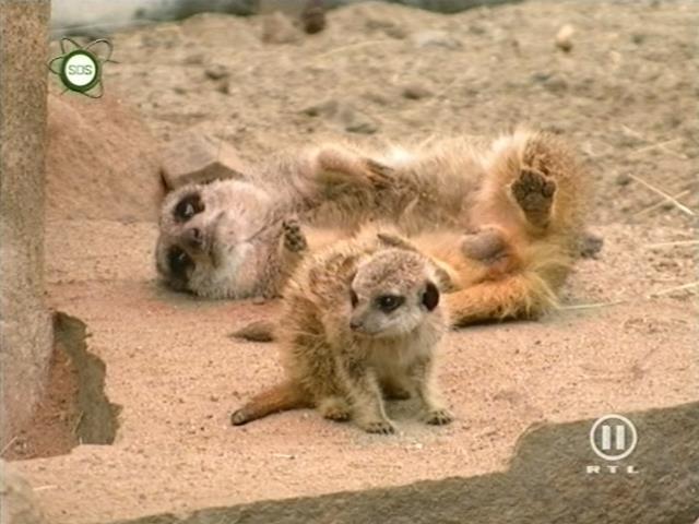 tiere_schaudichschlau_080323_004.jpg