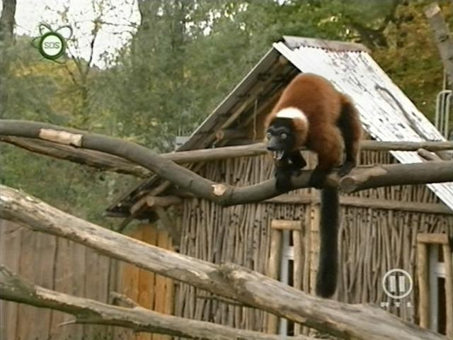 tiere_schaudichschlau_080323_027.jpg