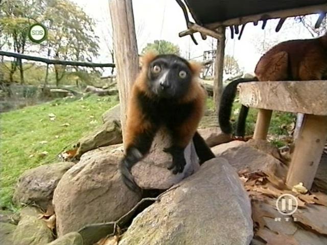 tiere_schaudichschlau_080323_029.jpg