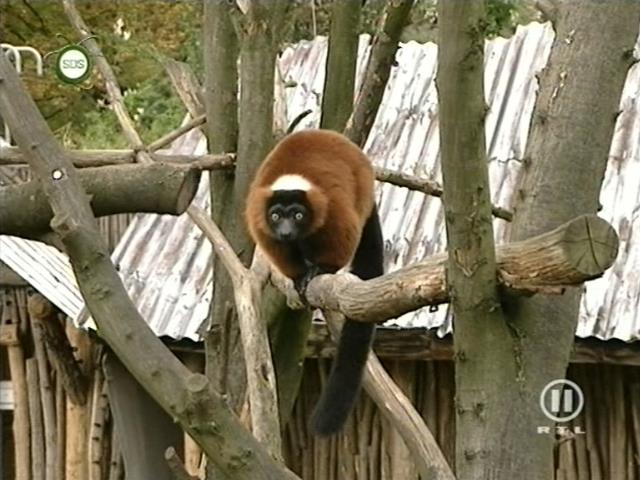 tiere_schaudichschlau_080323_036.jpg