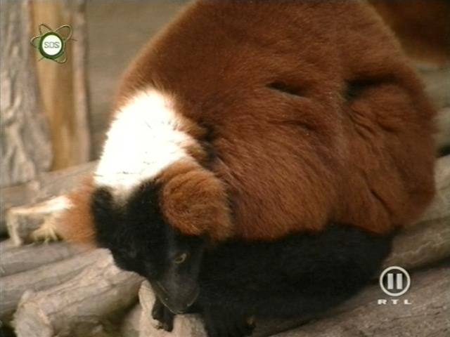 tiere_schaudichschlau_080323_038.jpg
