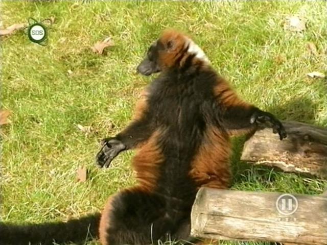 tiere_schaudichschlau_080323_041.jpg