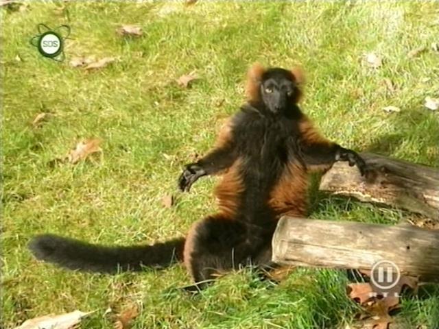 tiere_schaudichschlau_080323_042.jpg