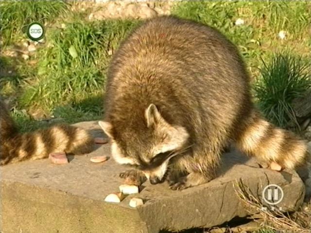 tiere_schaudichschlau_080323_054.jpg