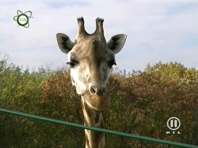 tiere_schaudichschlau_080323_056.jpg