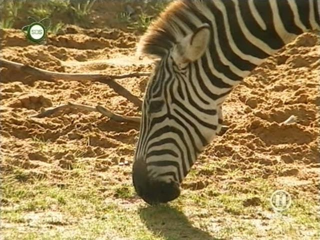 tiere_schaudichschlau_080323_068.jpg