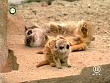tiere_schaudichschlau_080323_004.jpg