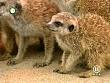tiere_schaudichschlau_080323_006.jpg