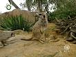 tiere_schaudichschlau_080323_008.jpg