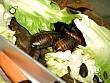 tiere_schaudichschlau_080323_011.jpg