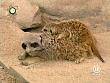 tiere_schaudichschlau_080323_017.jpg