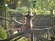 tiere_schaudichschlau_080323_026.jpg