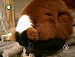 tiere_schaudichschlau_080323_038.jpg