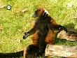 tiere_schaudichschlau_080323_041.jpg