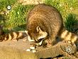 tiere_schaudichschlau_080323_054.jpg