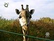tiere_schaudichschlau_080323_056.jpg