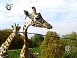 tiere_schaudichschlau_080323_058.jpg