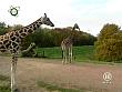 tiere_schaudichschlau_080323_060.jpg